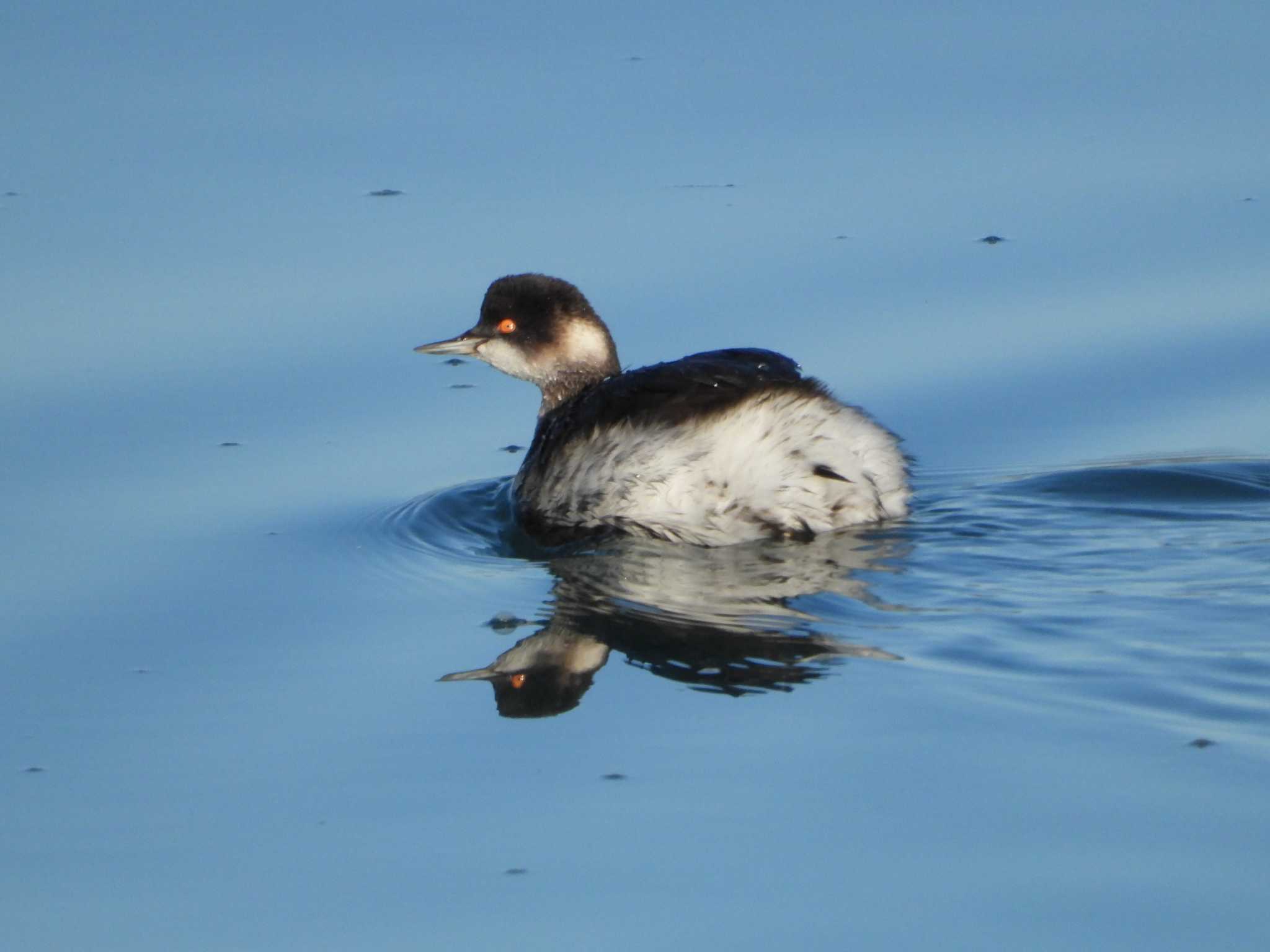 Black-necked Grebe