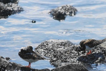 キョウジョシギ 東京港野鳥公園 2024年5月2日(木)