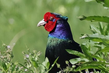 2024年5月3日(金) 手賀沼の野鳥観察記録