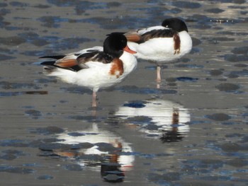 Common Shelduck 北九州市　曽根干潟 Fri, 1/4/2019