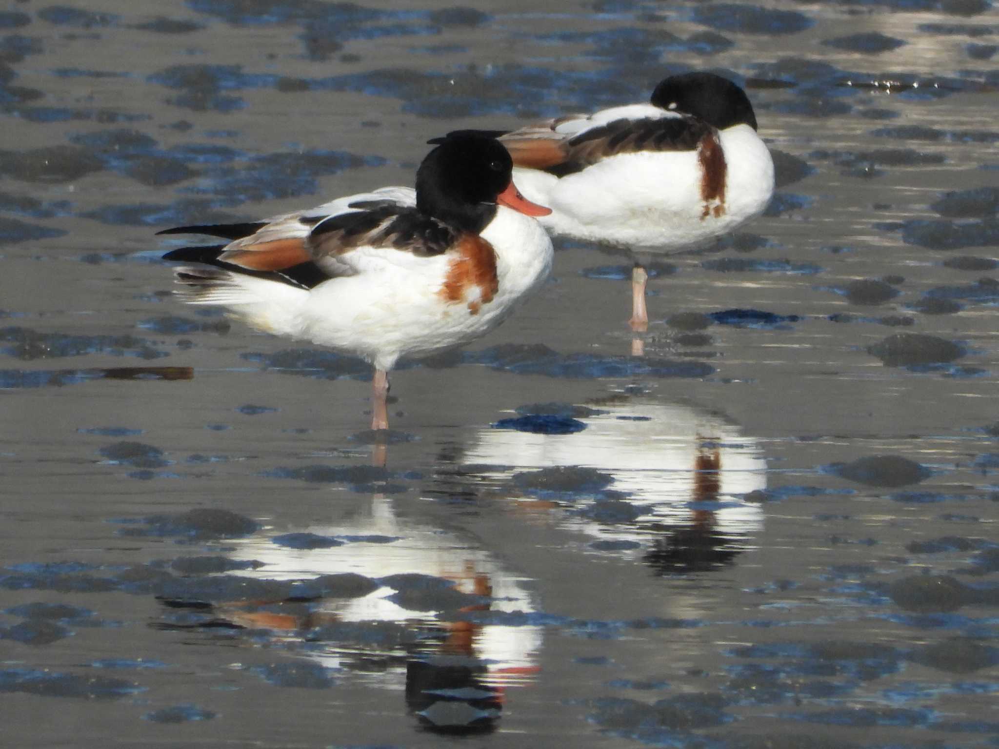 Common Shelduck