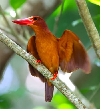 Ruddy Kingfisher(bangsi) Ishigaki Island Sat, 5/11/2024