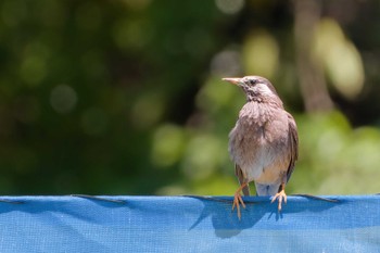 White-cheeked Starling Maioka Park Sat, 5/11/2024