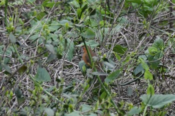 Black-streaked Scimitar Babbler