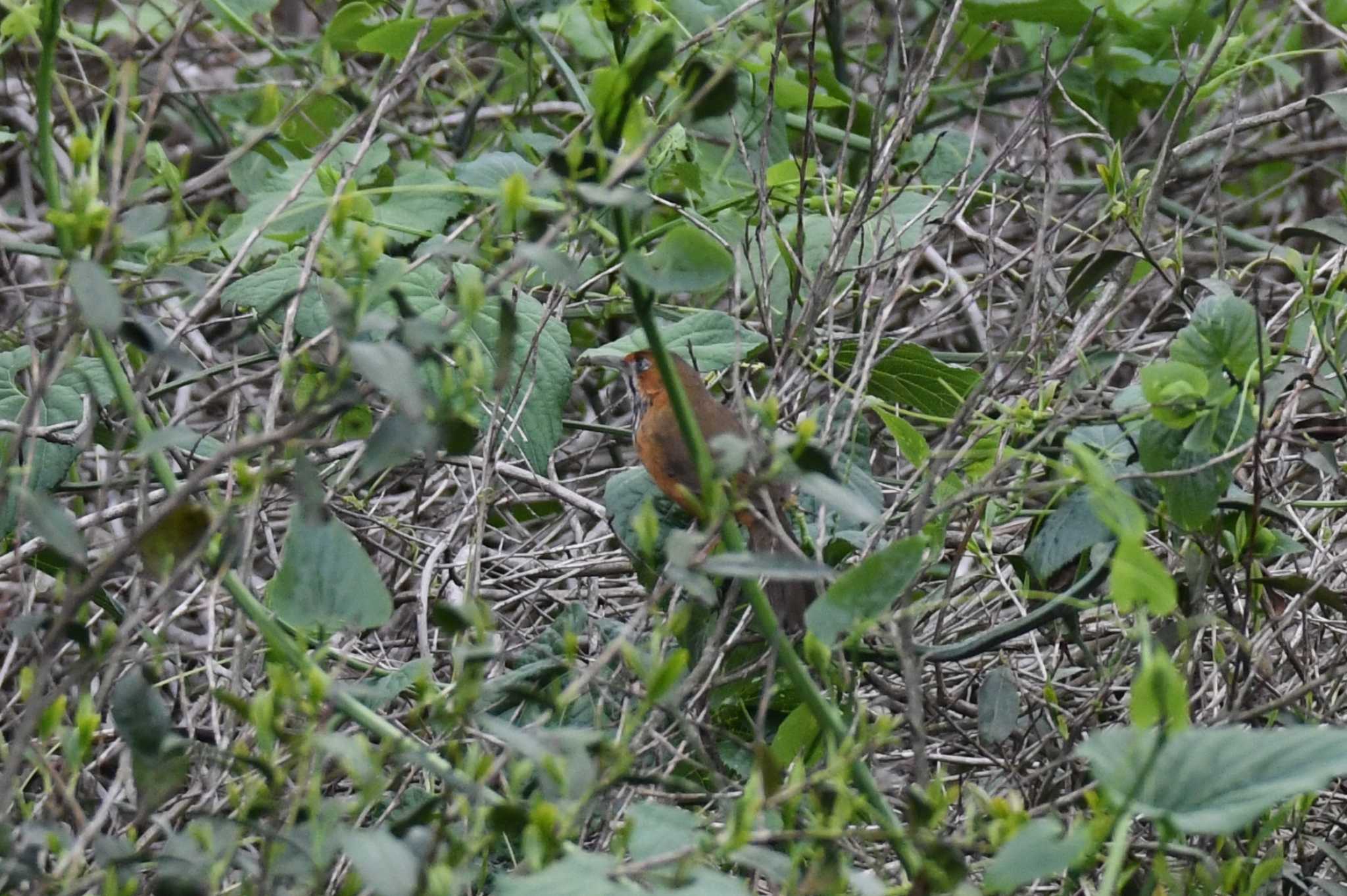 Black-streaked Scimitar Babbler