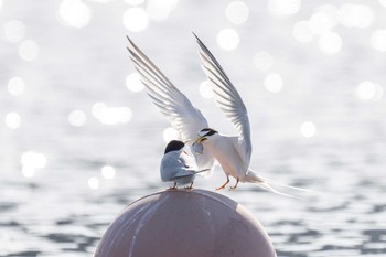 2024年5月18日(土) 大森ふるさとの浜辺公園の野鳥観察記録