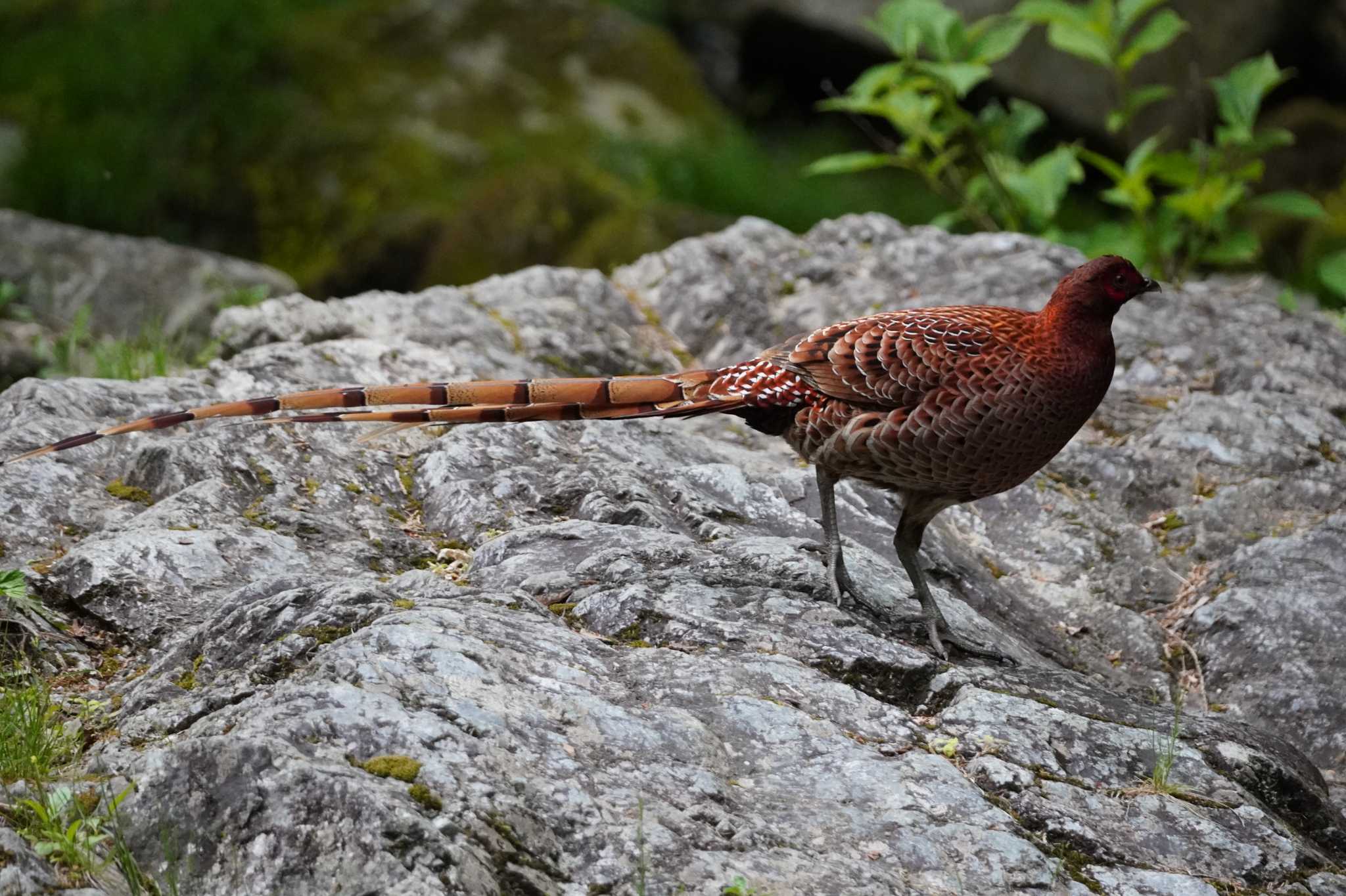 2024年5月6日(月) 東京都の野鳥観察記録 by TAGAMEDORI | ZooPicker