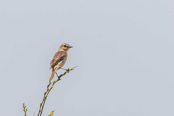 Amur Stonechat 赤根川 Wed, 4/17/2024