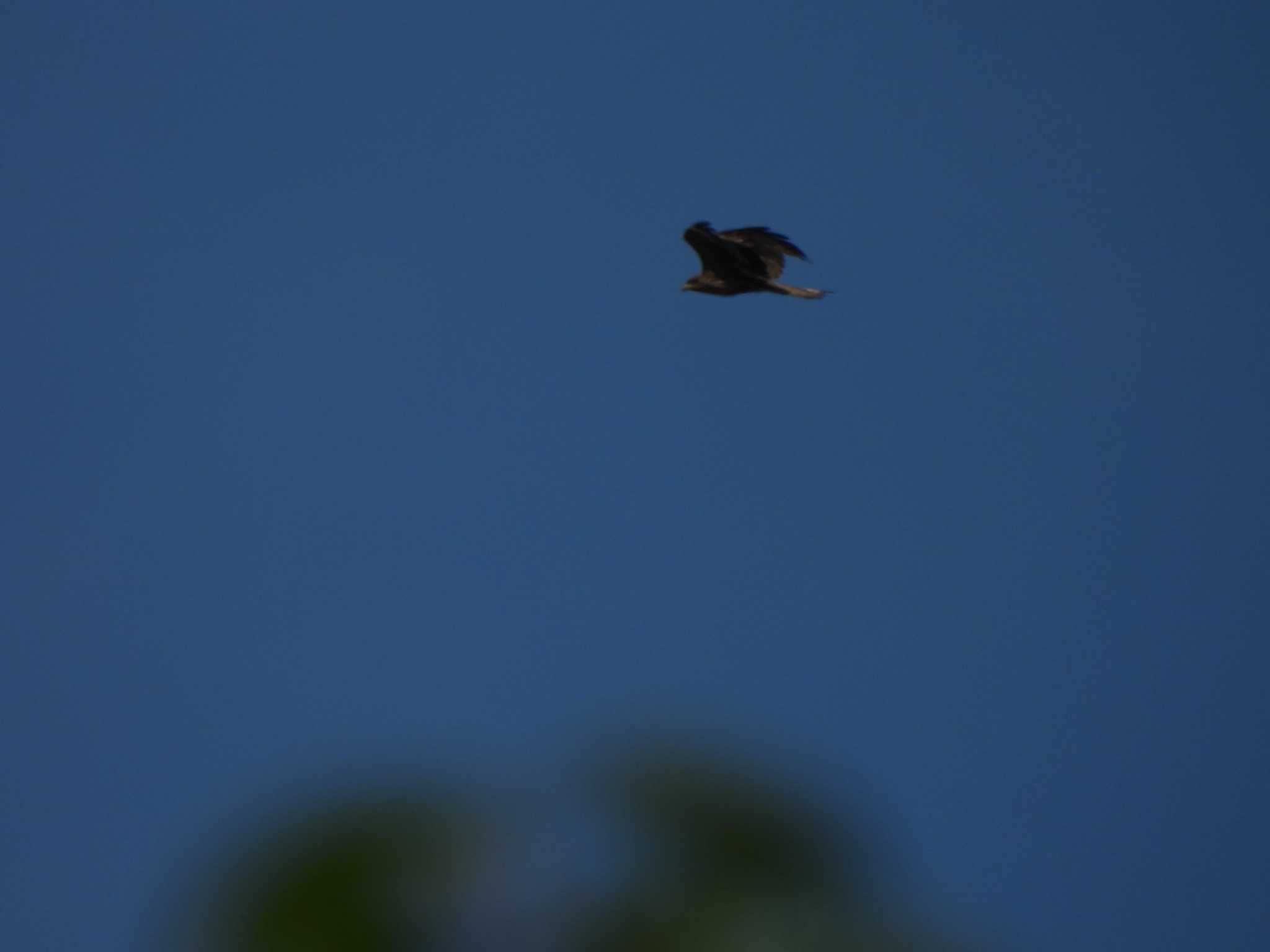 Photo of Black Kite at 多摩川河口 by ミサゴ好き🐦