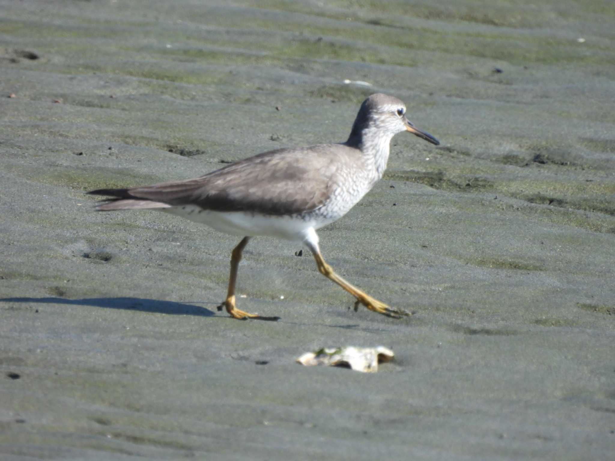 Photo of Grey-tailed Tattler at 多摩川河口 by ミサゴ好き🐦