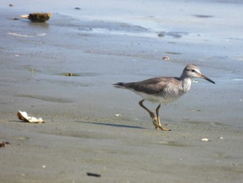 Grey-tailed Tattler 多摩川河口 Sat, 5/18/2024