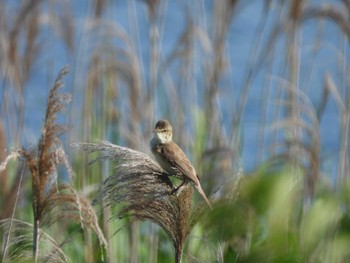 Oriental Reed Warbler 多摩川河口 Sat, 5/18/2024