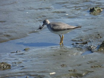 Grey-tailed Tattler 多摩川河口 Sat, 5/18/2024