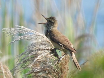 Oriental Reed Warbler 多摩川河口 Sat, 5/18/2024