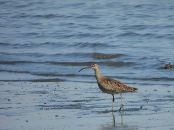 Eurasian Whimbrel 多摩川河口 Sat, 5/18/2024