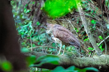 Japanese Night Heron 立田山 Sat, 5/18/2024