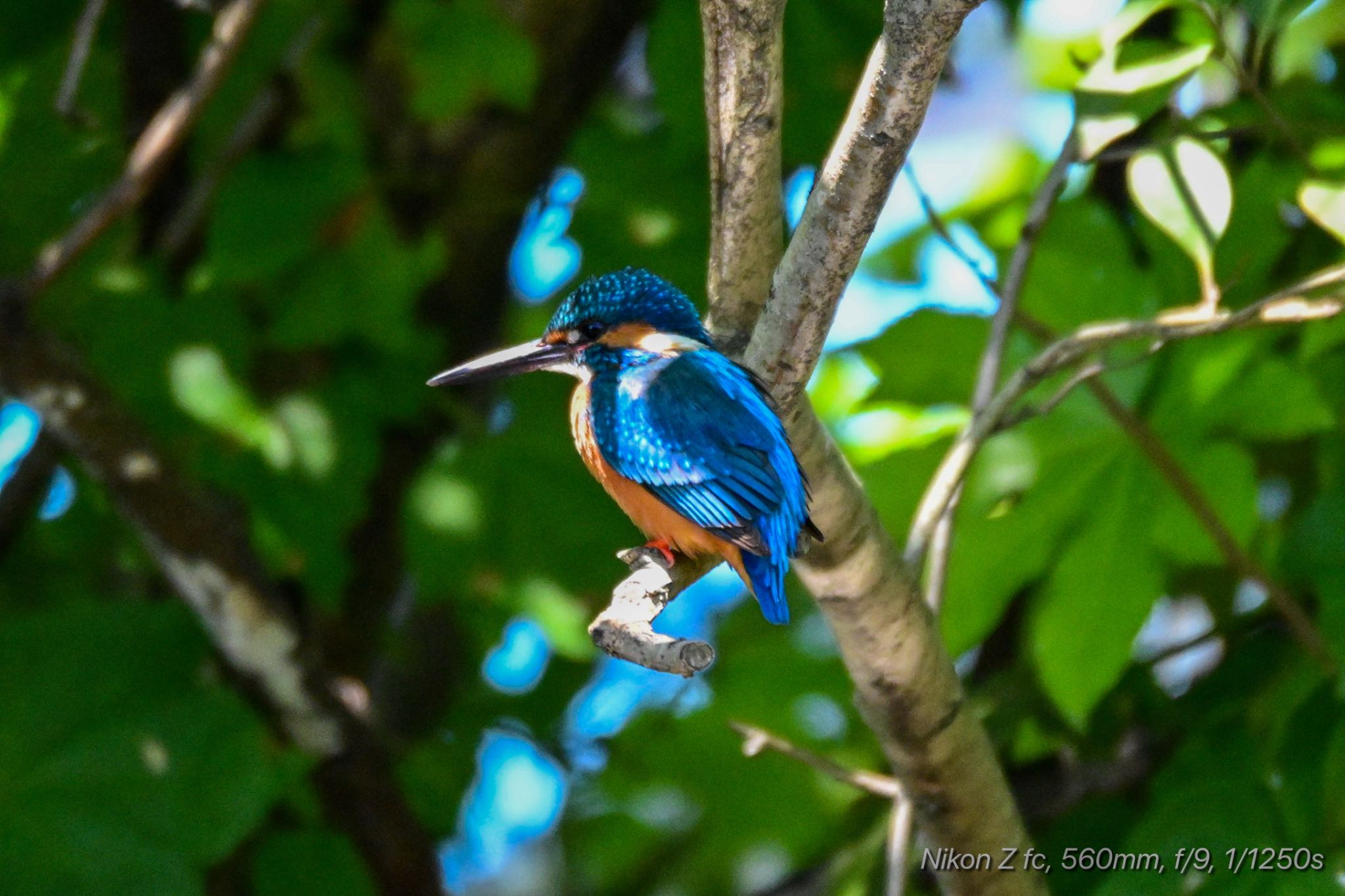 Photo of Common Kingfisher at 源兵衛川 by 岡津八法斎