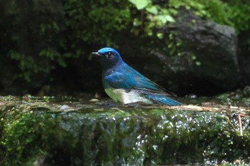 オオルリ 大洞の水場 2024年5月17日(金)