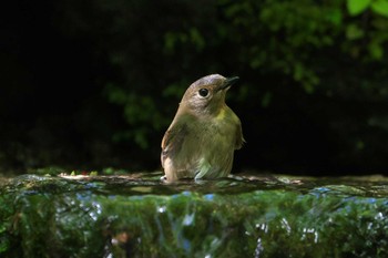 キビタキ 大洞の水場 2024年5月17日(金)