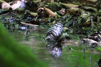 コゲラ 大洞の水場 2024年5月17日(金)