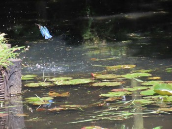 Common Kingfisher Machida Yakushiike Park Sat, 5/18/2024
