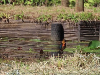 Common Kingfisher Machida Yakushiike Park Sat, 5/18/2024