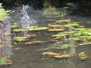 Common Kingfisher Machida Yakushiike Park Sat, 5/18/2024