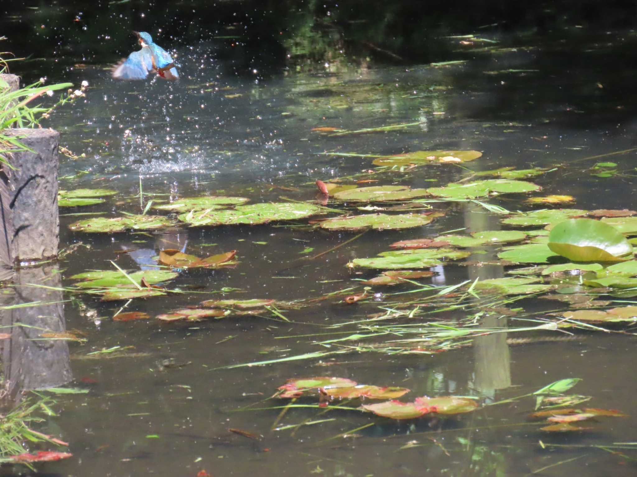 Photo of Common Kingfisher at Machida Yakushiike Park by 撮鳥