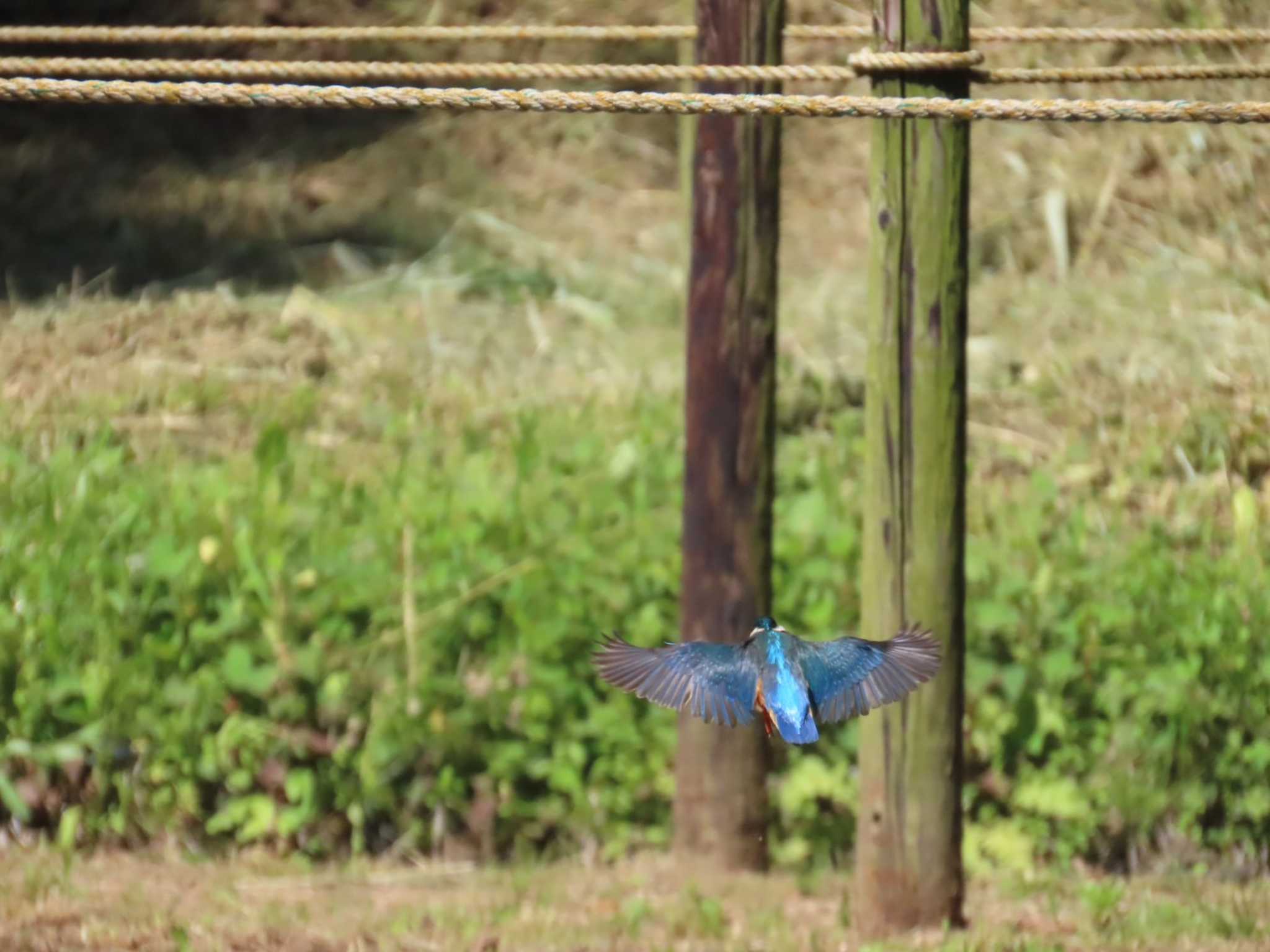 Photo of Common Kingfisher at Machida Yakushiike Park by 撮鳥