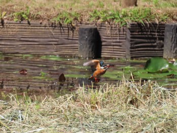 Common Kingfisher Machida Yakushiike Park Sat, 5/18/2024