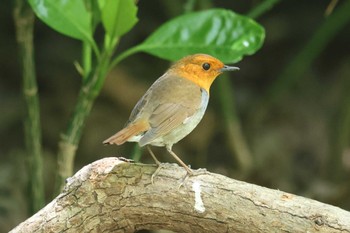 Japanese Robin Osaka castle park Sun, 4/14/2024