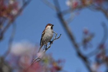 ニュウナイスズメ 場所が不明 2023年4月3日(月)