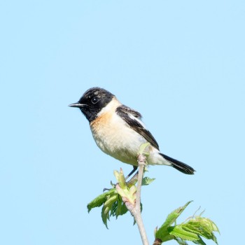 Amur Stonechat 茨戸川緑地 Sat, 5/18/2024