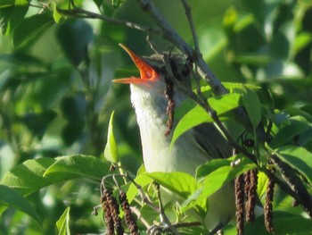 Oriental Reed Warbler Mizumoto Park Tue, 5/14/2024