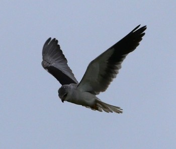 Black-winged Kite Ishigaki Island Mon, 5/13/2024