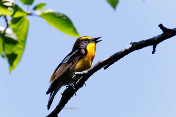 Narcissus Flycatcher 宗像市 Sat, 5/18/2024