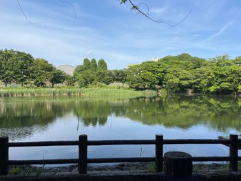 Sat, 5/18/2024 Birding report at 白幡沼(さいたま市)