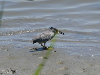 2024年5月18日(土) 東京港野鳥公園の野鳥観察記録