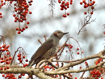 Brown-eared Bulbul 泉の森公園 Wed, 12/27/2023