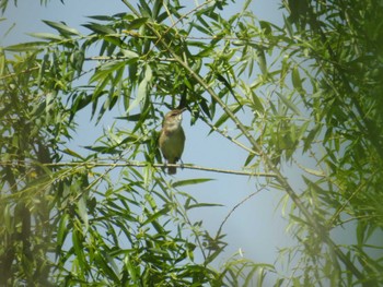 Oriental Reed Warbler 六郷橋緑地 Sat, 5/18/2024