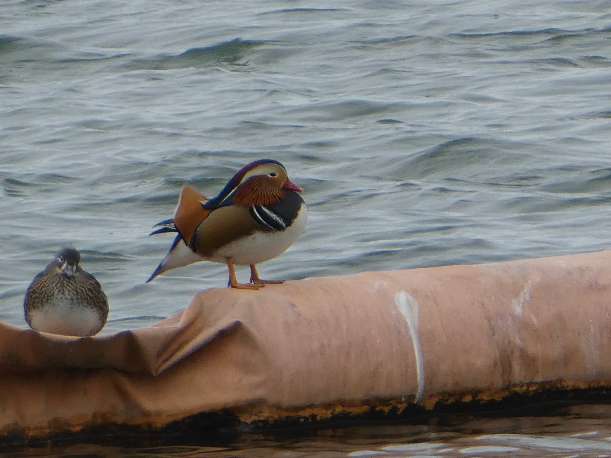 Photo of Mandarin Duck at 相模原沈殿池 by Kozakuraband