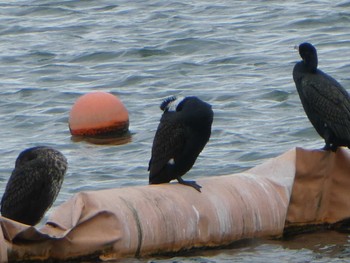 2019年1月6日(日) 相模原沈殿池の野鳥観察記録