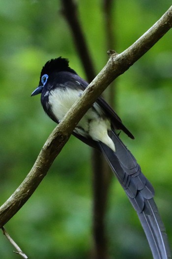 2024年5月18日(土) 八王子城跡の野鳥観察記録