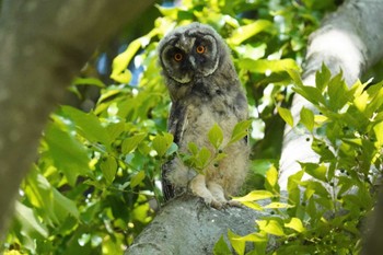 2024年5月18日(土) 渡良瀬遊水地の野鳥観察記録