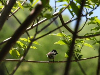 ヒガラ 西湖野鳥の森公園 2024年5月17日(金)