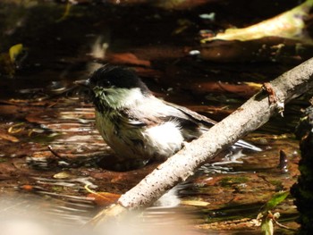 Fri, 5/17/2024 Birding report at 西湖野鳥の森公園