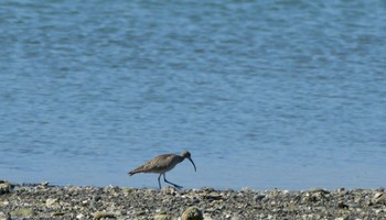 チュウシャクシギ 白谷海浜公園(田原市) 2024年5月11日(土)