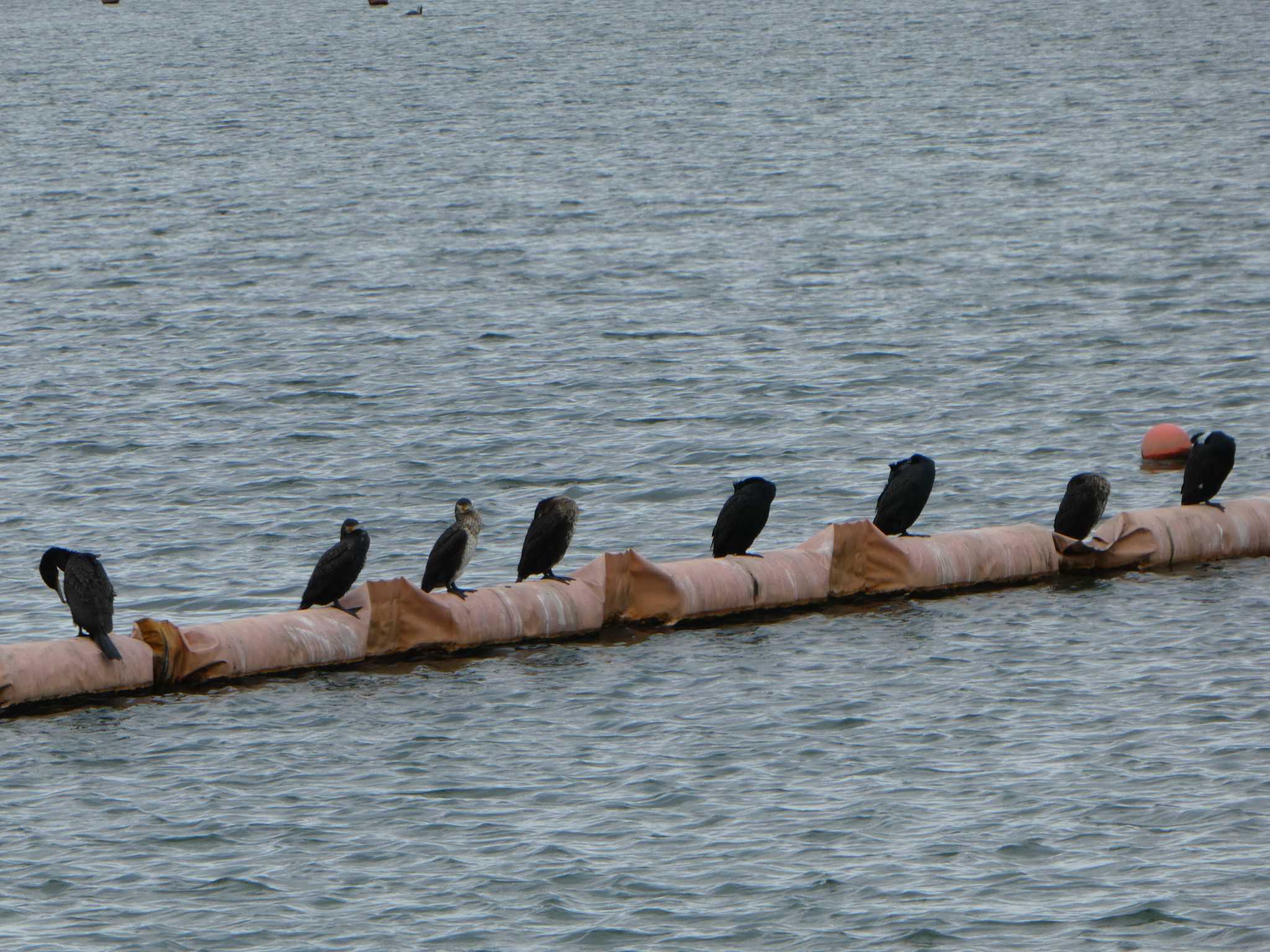 Photo of Great Cormorant at 相模原沈殿池 by Kozakuraband