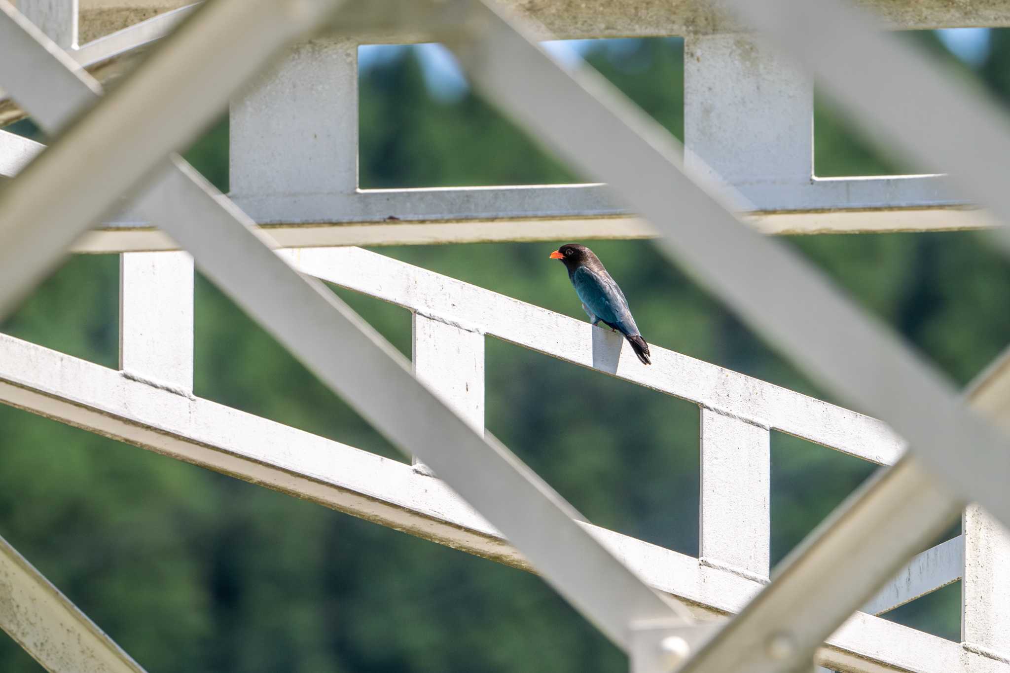 Photo of Oriental Dollarbird at 熊本 内大臣橋 by たけし