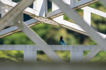 ブッポウソウ 熊本 内大臣橋 2024年5月18日(土)